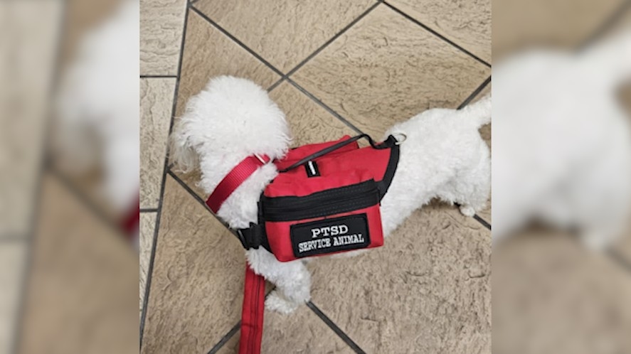 Judge orders service dog out of Mobile courtroom