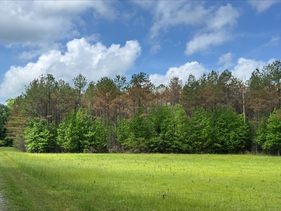 Alabama Forestry Commission warns of fungal disease infecting pine trees
