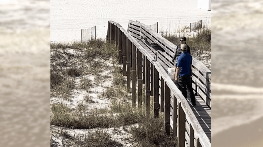 WATCH: Injured great blue heron rescued in Orange Beach