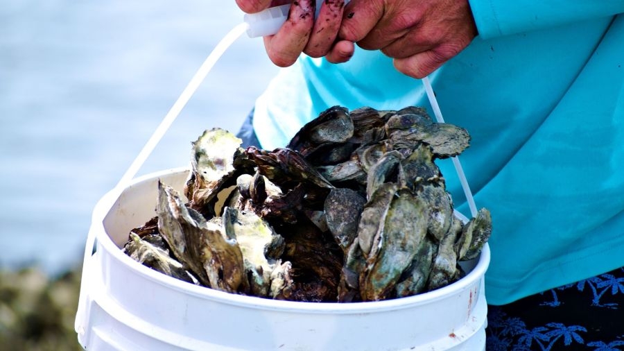 Escambia Bay reopens for shellfish harvesting