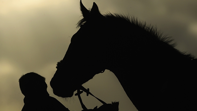 Tennessee bill would allow human chiropractors to practice on animals