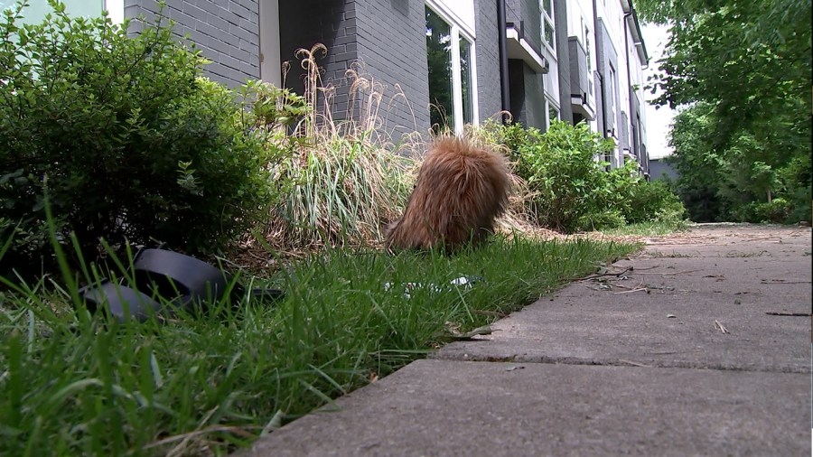 Shooting at unofficial after-prom party in East Nashville leaves 1 injured
