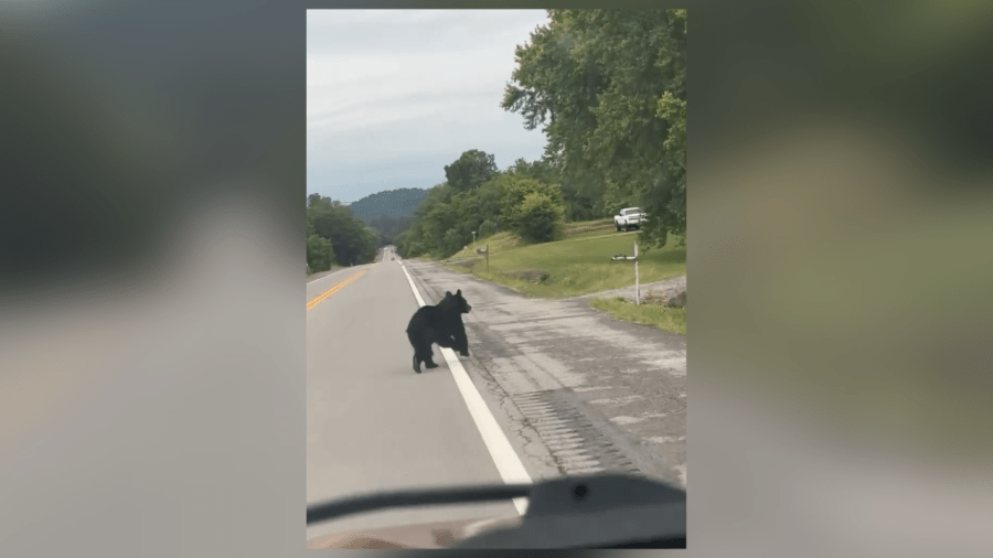 WATCH: Bear spotted in Sumner County neighborhood