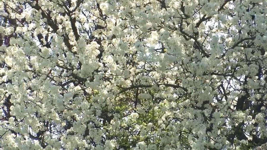 Resolution seeks study on impact of Bradford pear tree in Tennessee