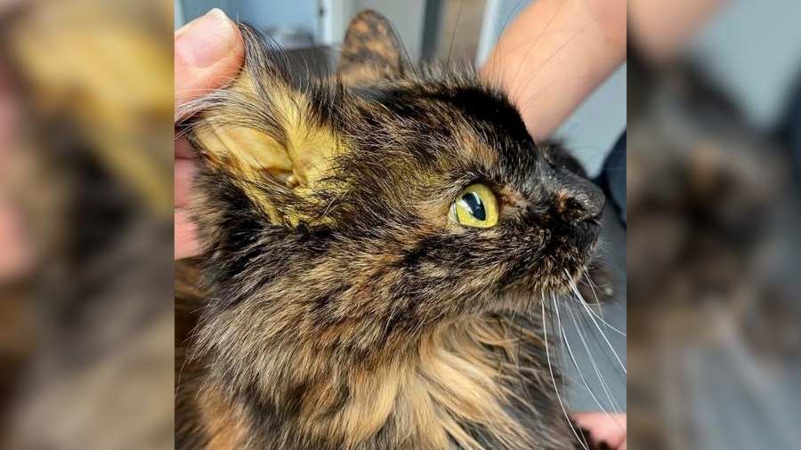 Williamson County veterinary clinic warns cat owners of deadly Bobcat Fever