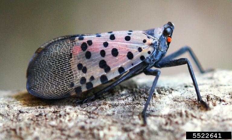 TN Dept. of Agriculture tracking invasive spotted lanternflies