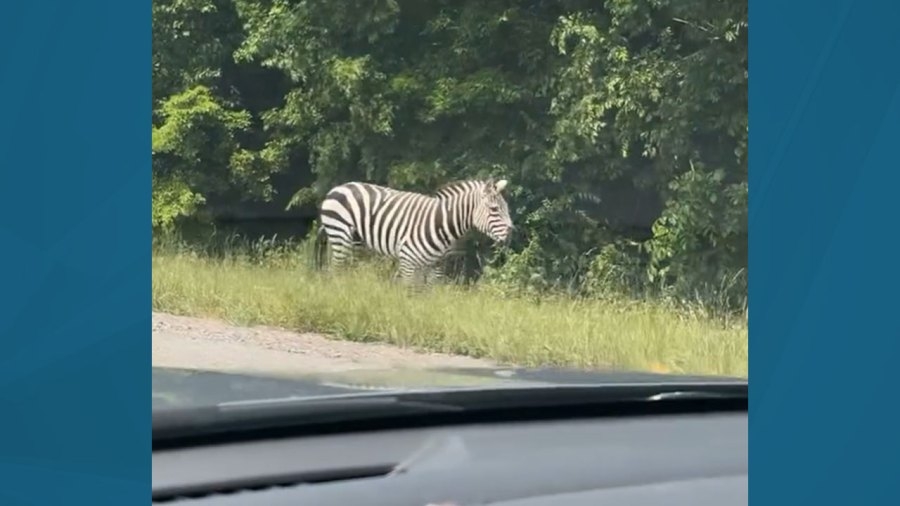 Pet zebra in custody after running around Rutherford County, officials say