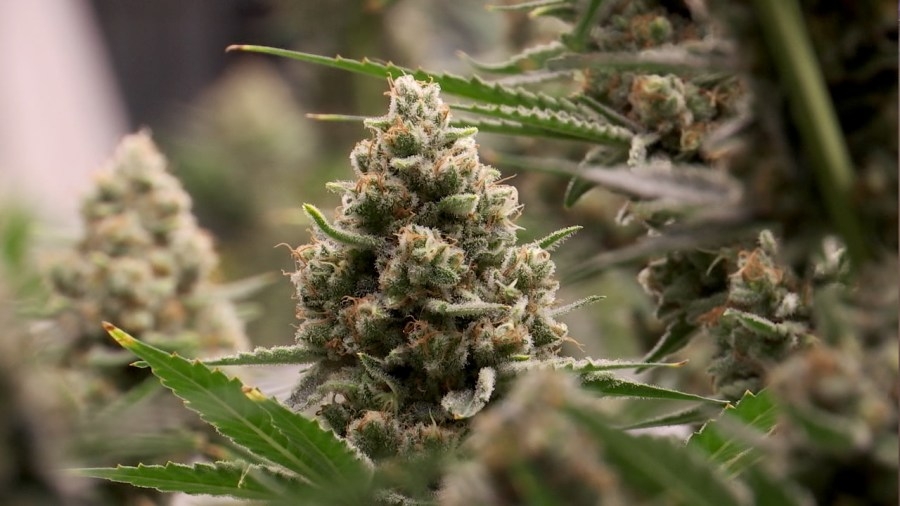 Tennessee hemp retailer uprooting store over new legislation