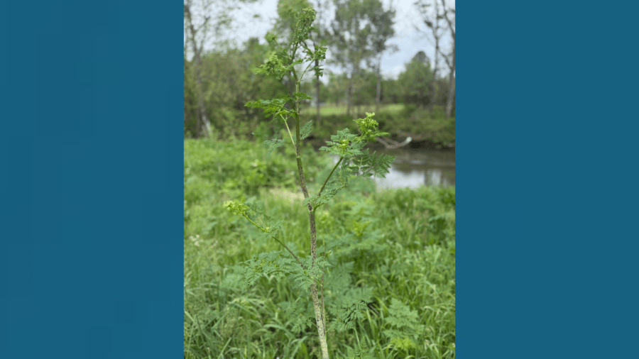 This ‘highly toxic' plant is spreading in Tennessee: Here's how to get rid of it