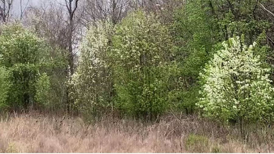 Experts say Bradford pear trees crowd out plants native to Tennessee