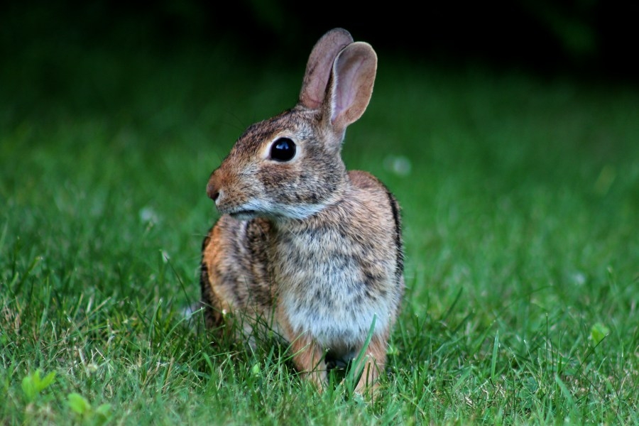 Salemtown neighbors help cottontails during breeding season with nesting baskets