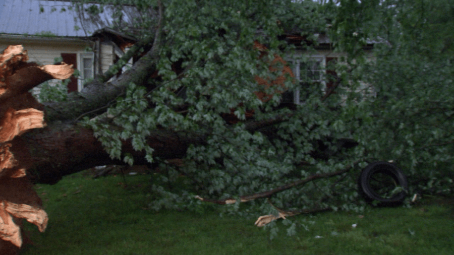 ‘Thank goodness for the dog': Family pet credited with providing warning before tree crashed into home
