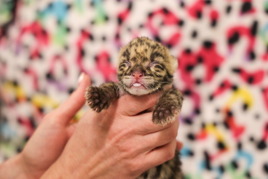 Nashville Zoo welcomes new clouded leopard cub