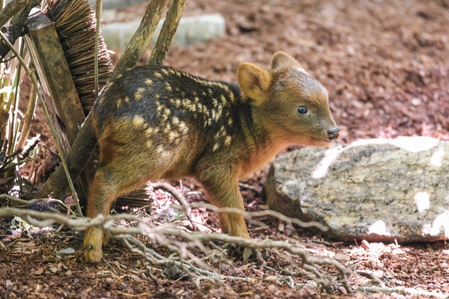 ‘Baby boom' continues at Nashville Zoo with birth of southern pudu