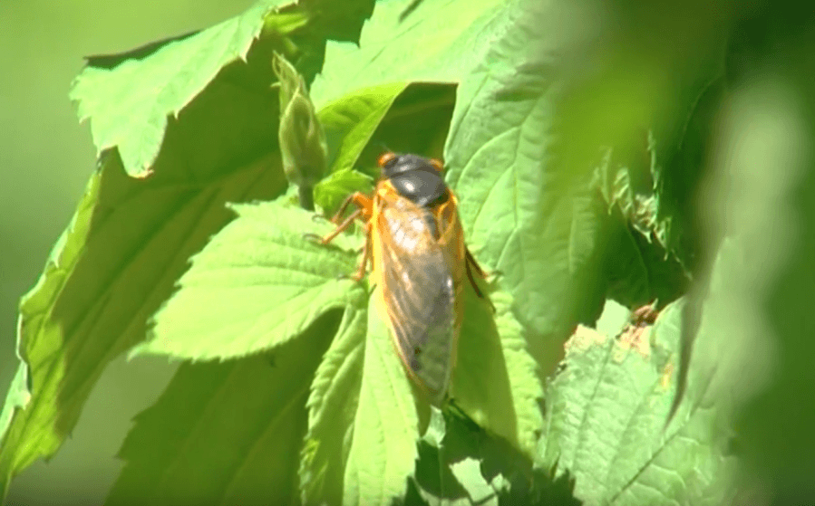 17-year brood of cicadas set to emerge in Middle Tennessee