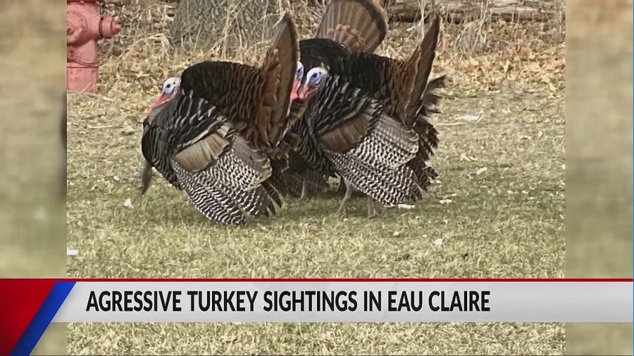 Eau Claire sees rise in aggressive turkeys
