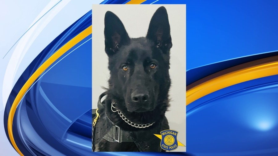 MSU vets treating MSP K9 after possible poisoning, second time in 6 months