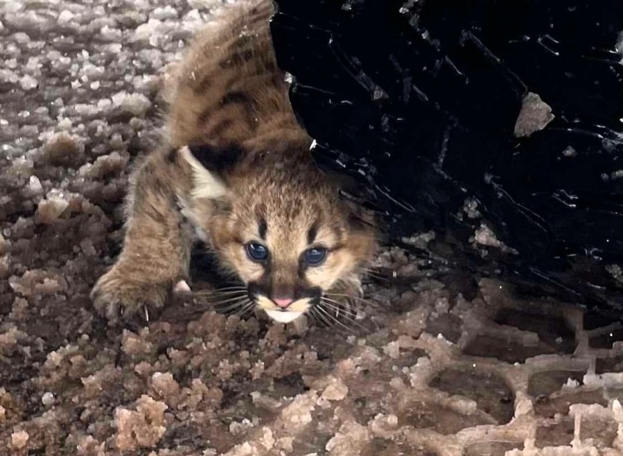 State says ‘verified' cougar cubs photographed in Michigan