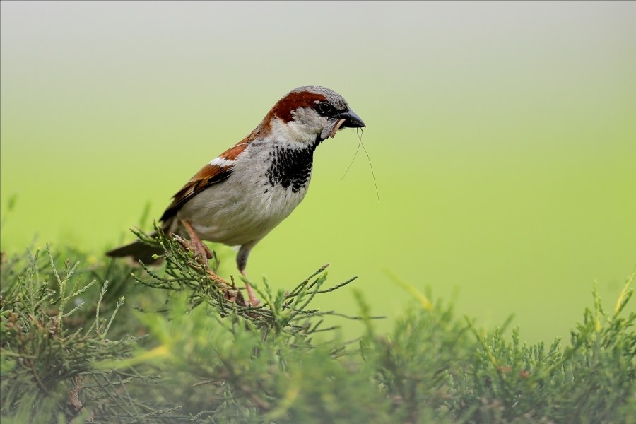 Weather Wednesday: Migrating birds and weather