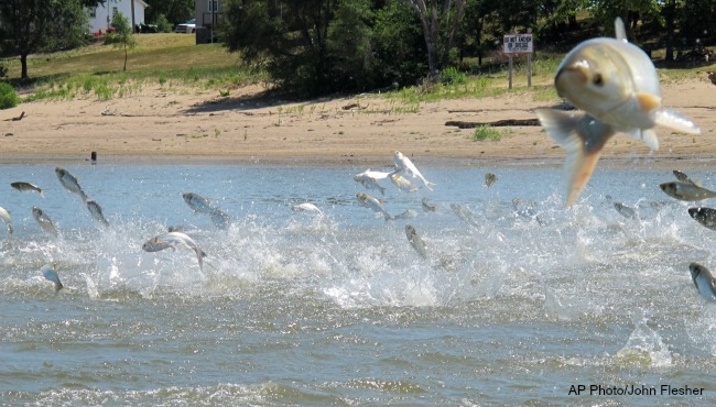 White House issues memo to keep Asian carp out of the Great Lakes