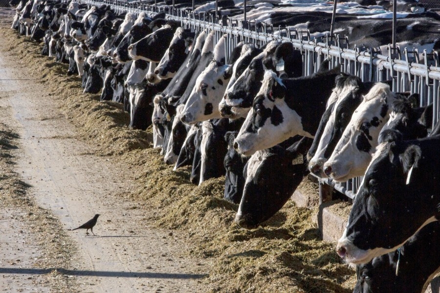 MDARD reminds owners to continue protect flocks from bird flu