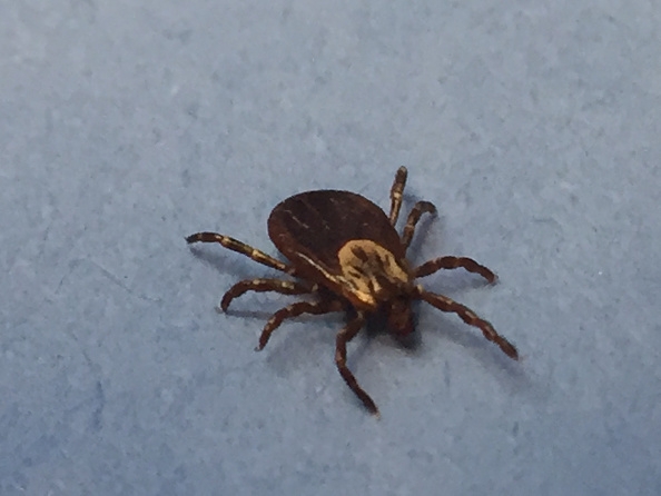 State officials warn about the dangers of tick-bites