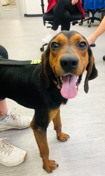 News 13 Pet Adoption Option: Trooper
