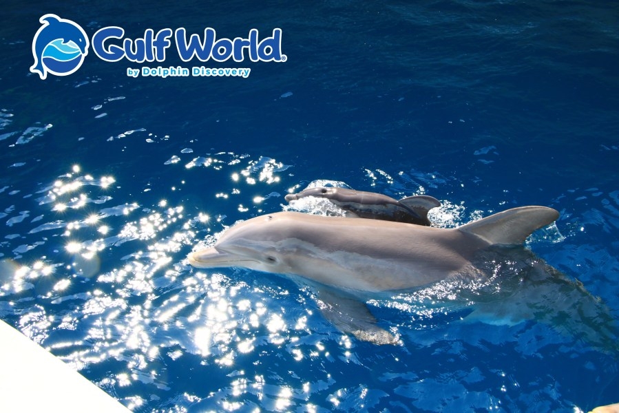 State Rep. Griff Griffitts releases a statement of concern for the dolphins at Gulf World Marine Park