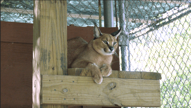A rare species of cat is now calling the Panhandle Home