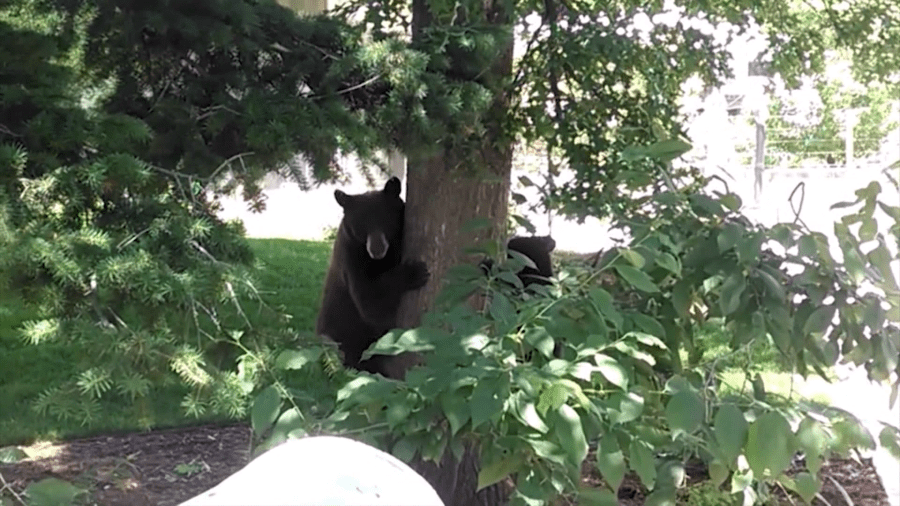 FWC discusses plan to authorize regulated black bear hunting