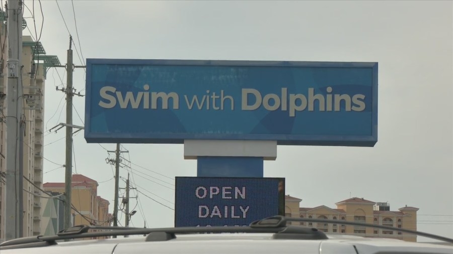4 Gulf World dolphins adjust to Clearwater Marine Aquarium, 7 still await relocation