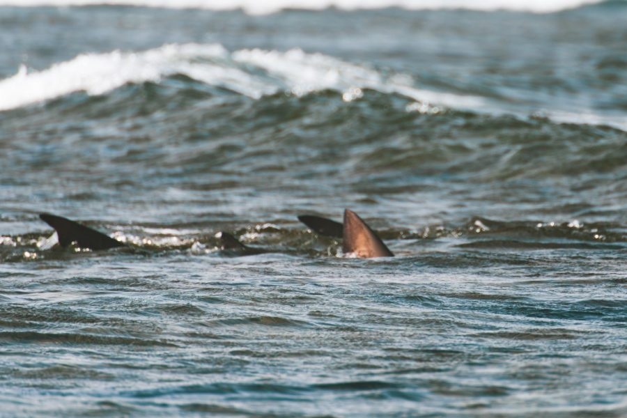 June 7 marks one year since 3 shark attacks shook the Walton County community