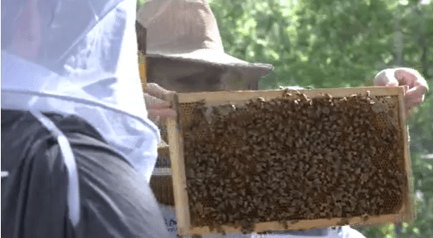 Chipley buzzing with 2025 Panhandle Bee Conference