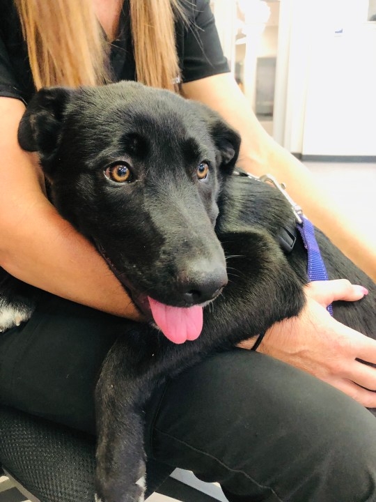 News 13 Pet Adoption Option: Petunia