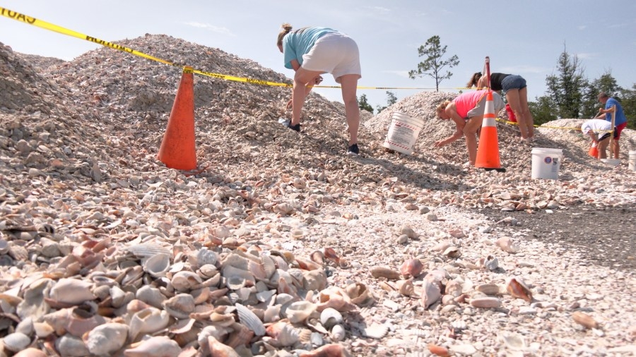 Public invited to collect shells from Mexico Beach renourishment project
