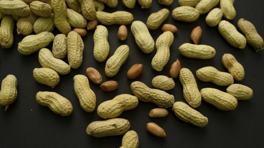 Farmers gather in Marianna for 2025 Perennial Peanut Field Day