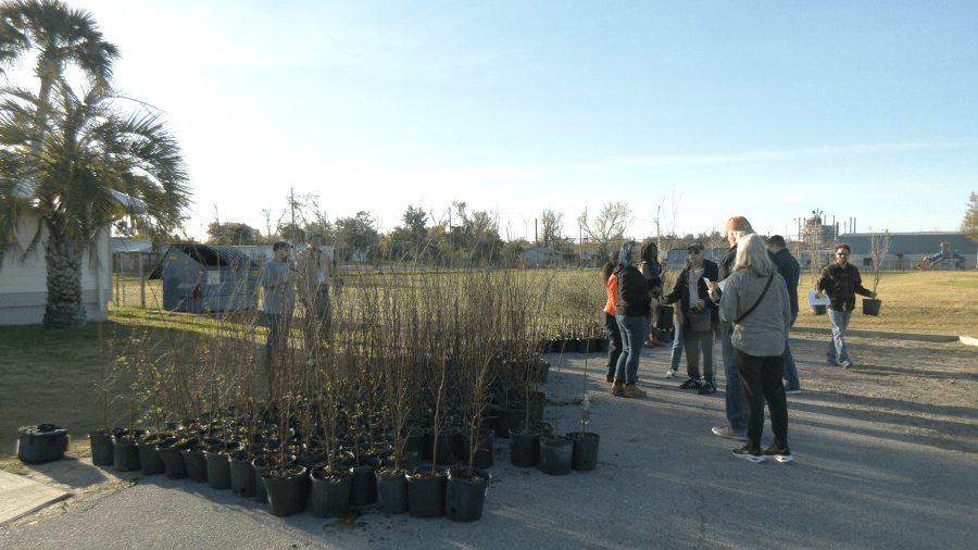 Panama City tree giveaways contribute to ongoing reforestation initiative