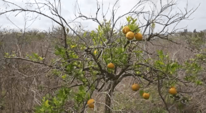 Citrus growers in Florida face decline due to greening disease