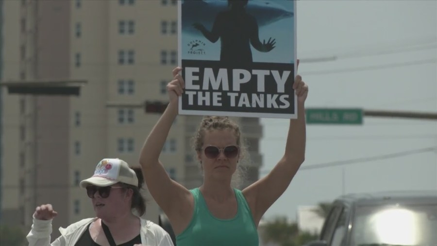 Activist gather for ‘Empty the Tanks' protest at Gulf World Marine Park
