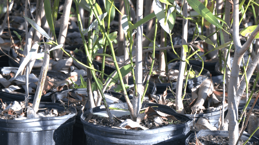 Panama City hosting second 2025 tree giveaway Saturday