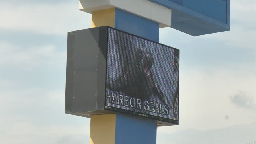Animals potentially removed from Gulf World Marine Park