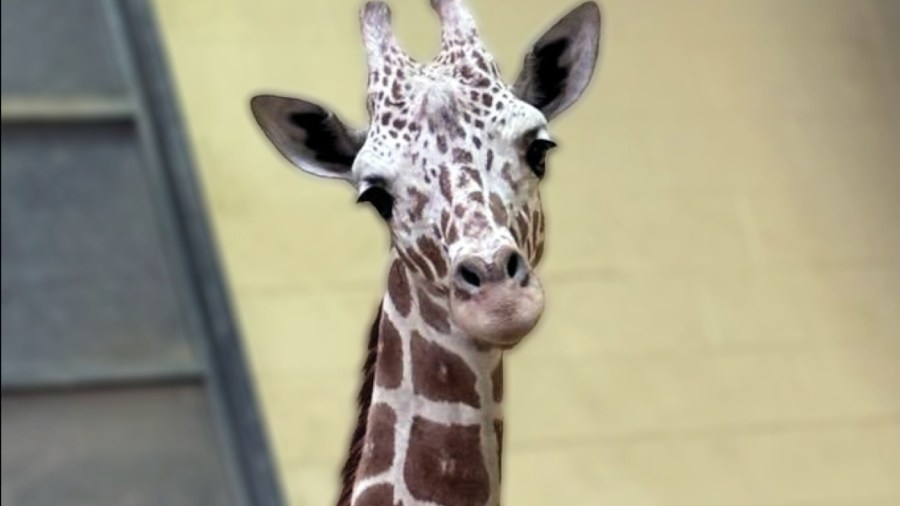 Peoria Zoo welcomes the newest spotted friend to their herd