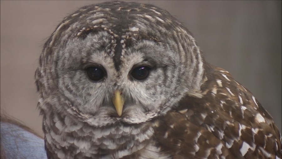 Wildlife Prairie Park celebrates Mother's Day with events and activities