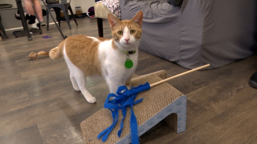 Peoria cat cafe celebrates one year