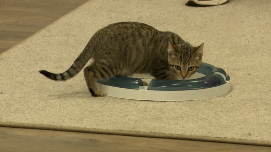 PCAPS hosts successful kitten shower to support seasonal surge in adoptions