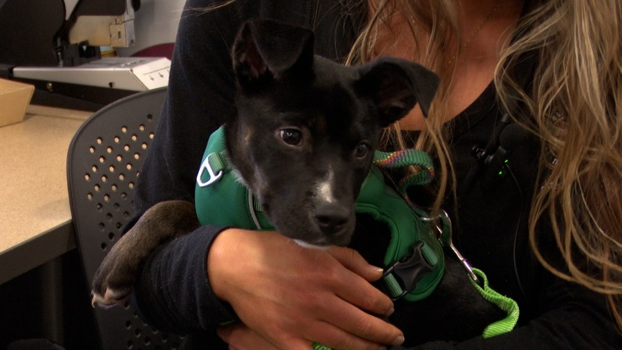 Peoria County Animal Protective Services brings pets to County Government departments