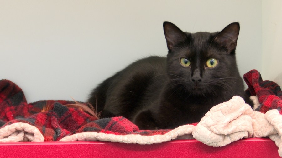 Peoria Humane Society to host 11th annual Wine and Whiskers