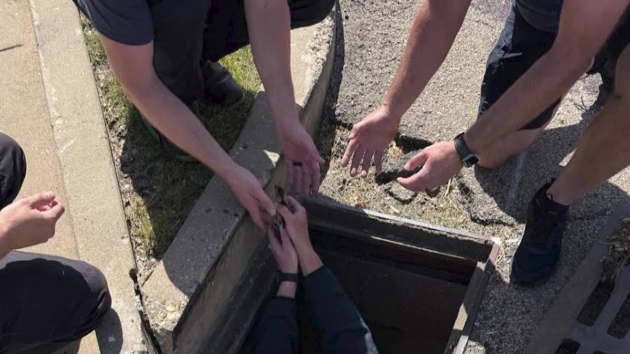 Peoria fire department saves 11 ducklings stuck in sewer