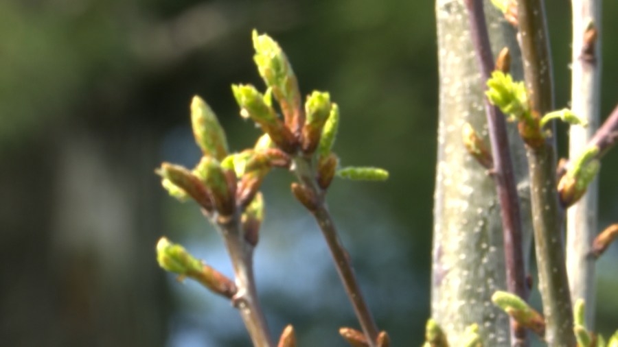 Planting trees for the next generation on Earth Day