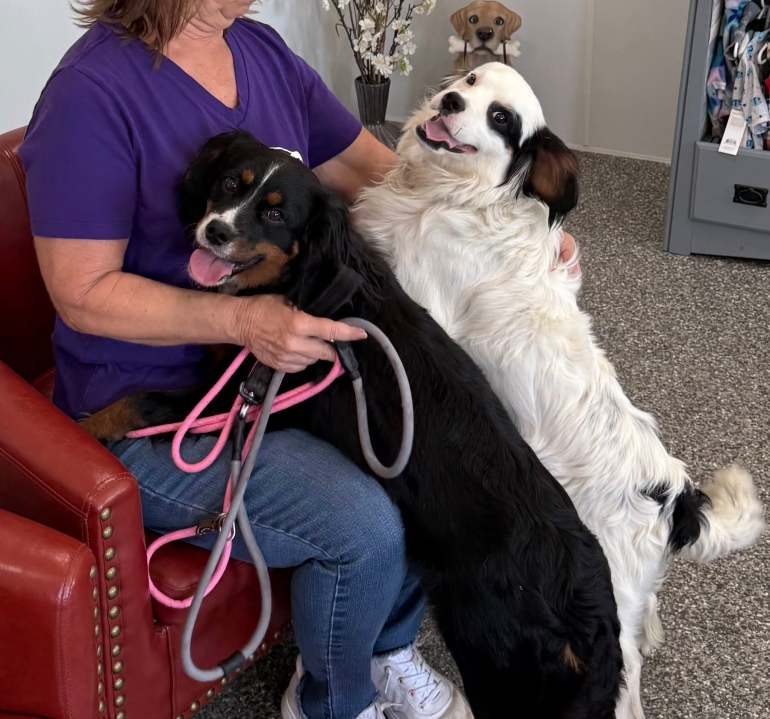Mother of Pekin shooting victim offers to pay adoption fee for dogs